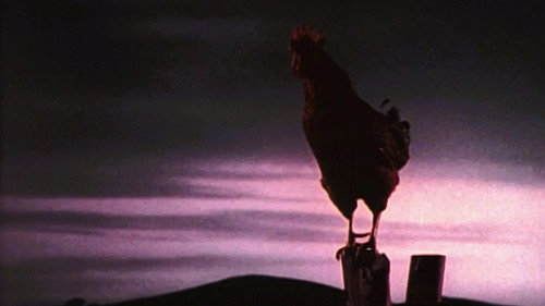 My Husband, the Rooster Renter