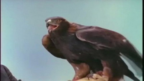 Hunters of the Sky